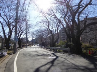 桜トンネル