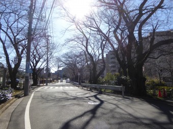 桜トンネル