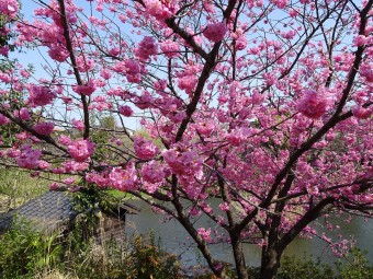 6矢部池